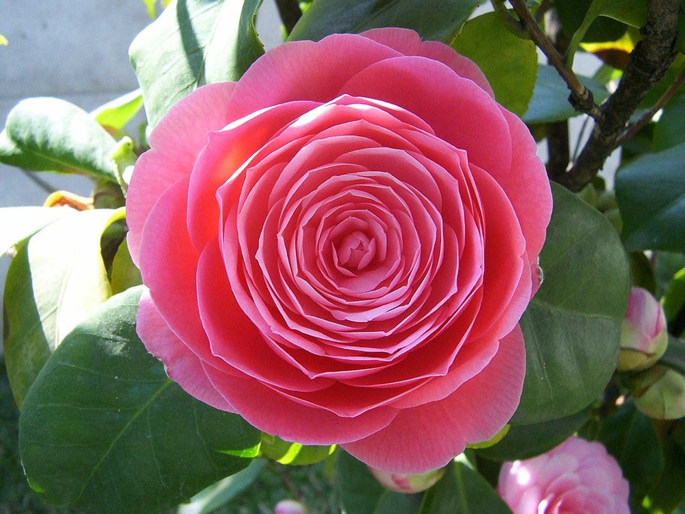 camellia pink bloom