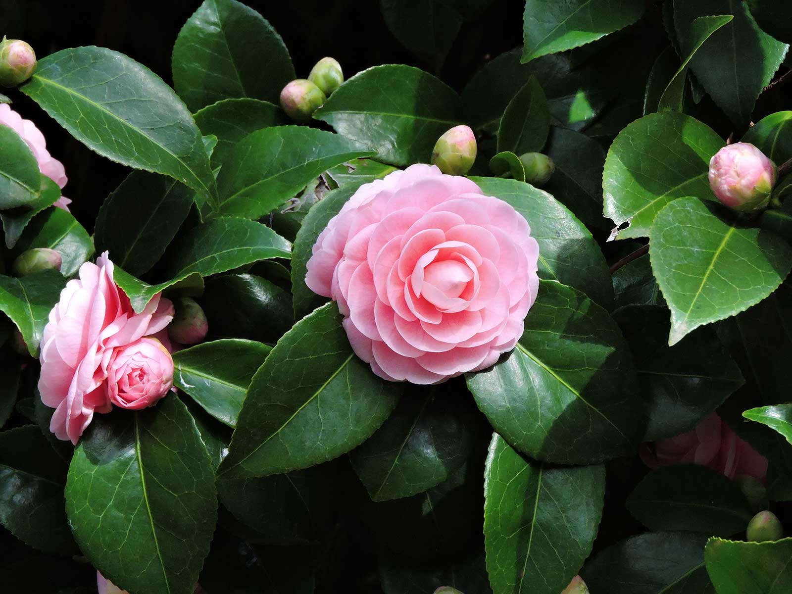 camellia pink bloom