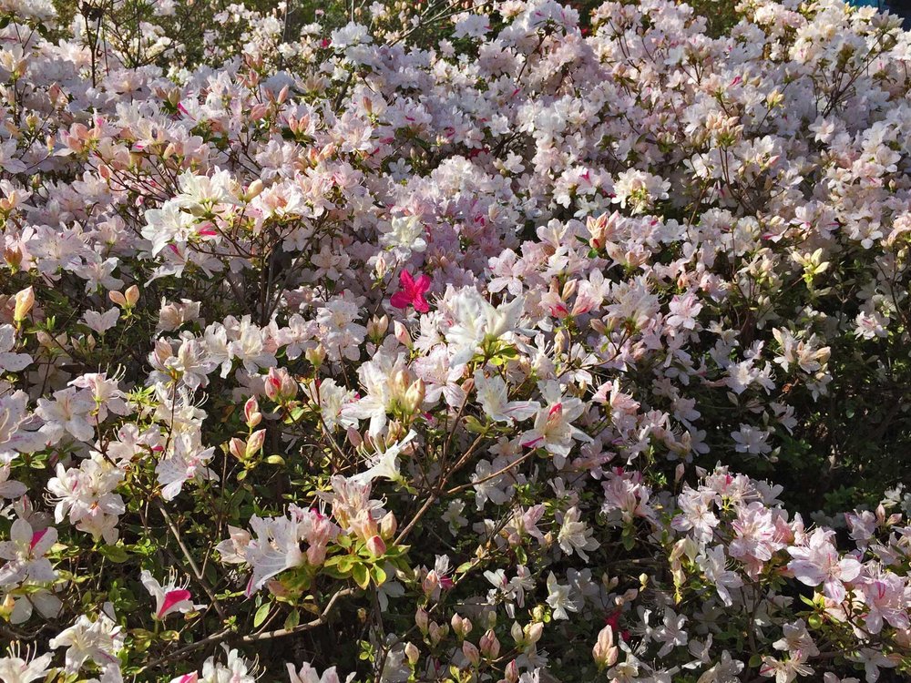 azalea white blooms