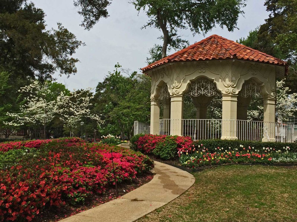 azalea spring blooms highland park