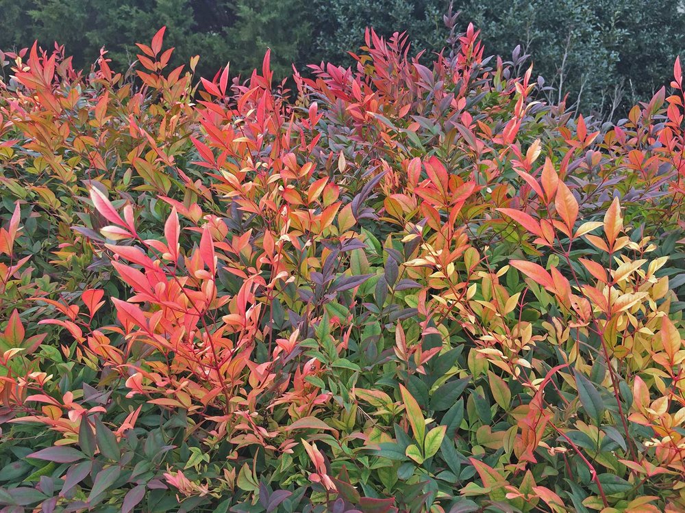 nandina-winter-color