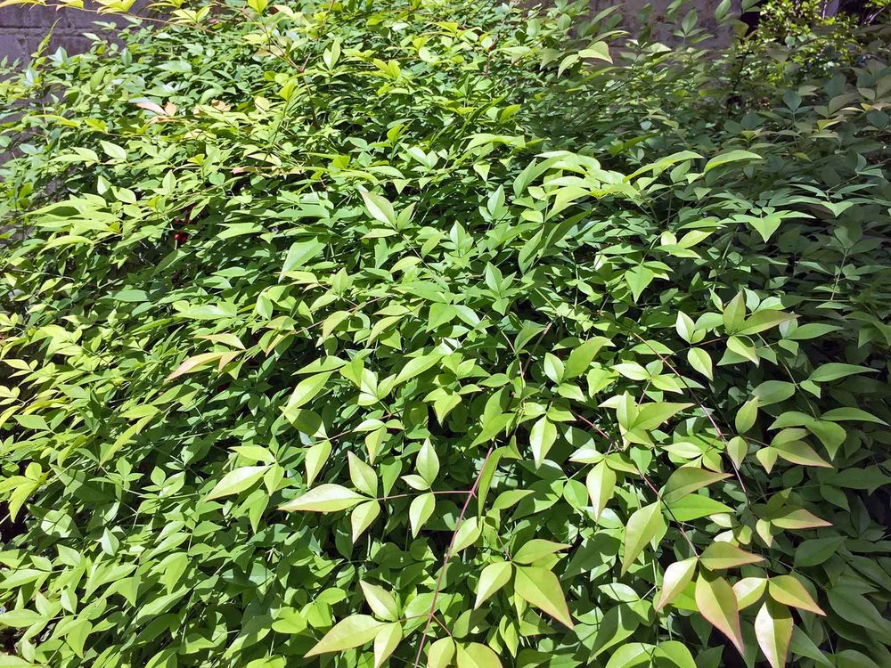 nandina-green-leaves