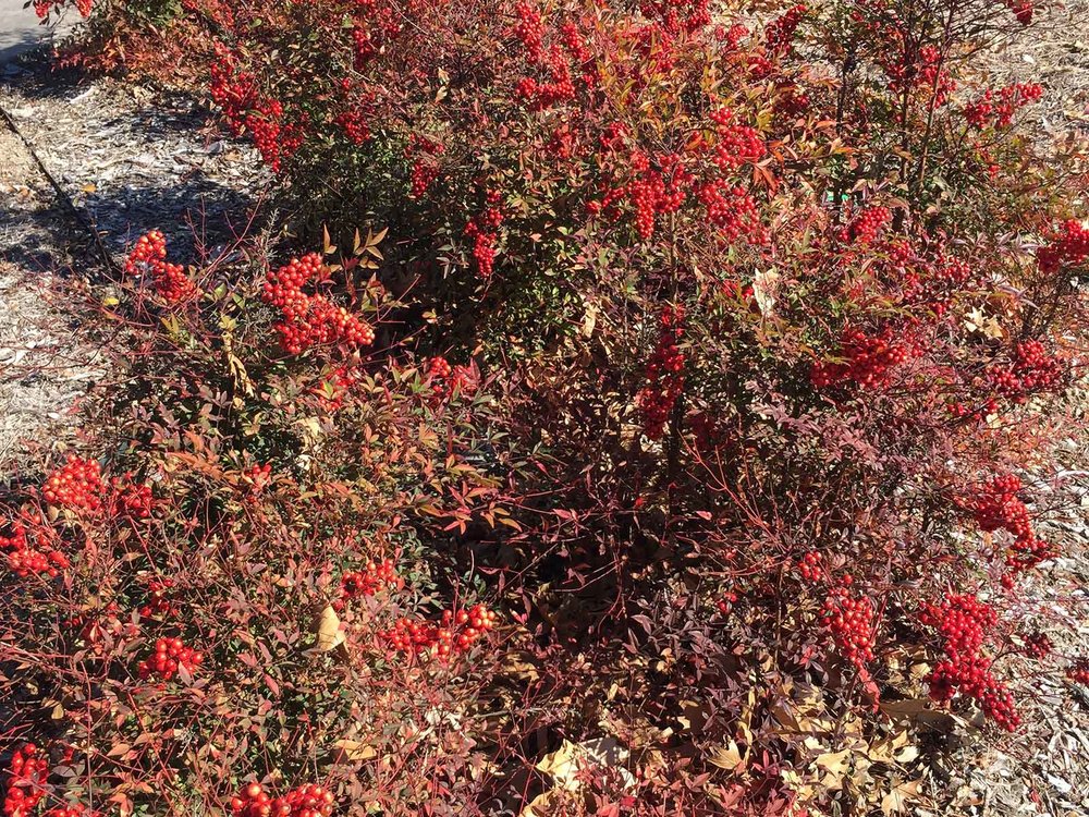 nandina-winter-berries