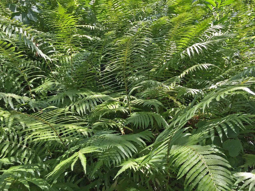 southern wood fern