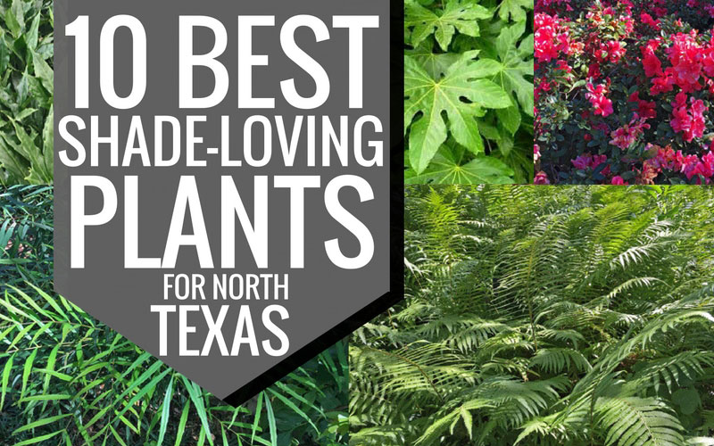 Evergreen Plants For Dallas Your, Best Texas Landscape Plants