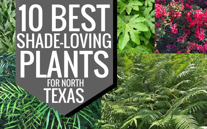 Plants For Dallas - Your Source For The Best Landscape Plant Information  For The Dallas-Ft. Worth Metroplex10 Best Shade-Loving Plants For North  Texas —