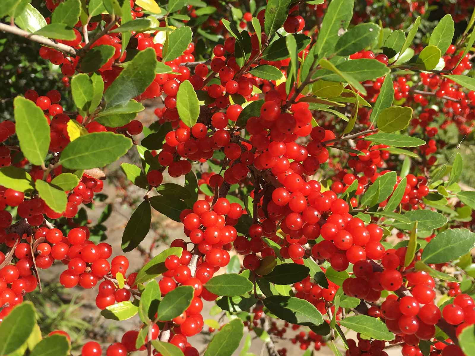 deciduous-holly-red-berries