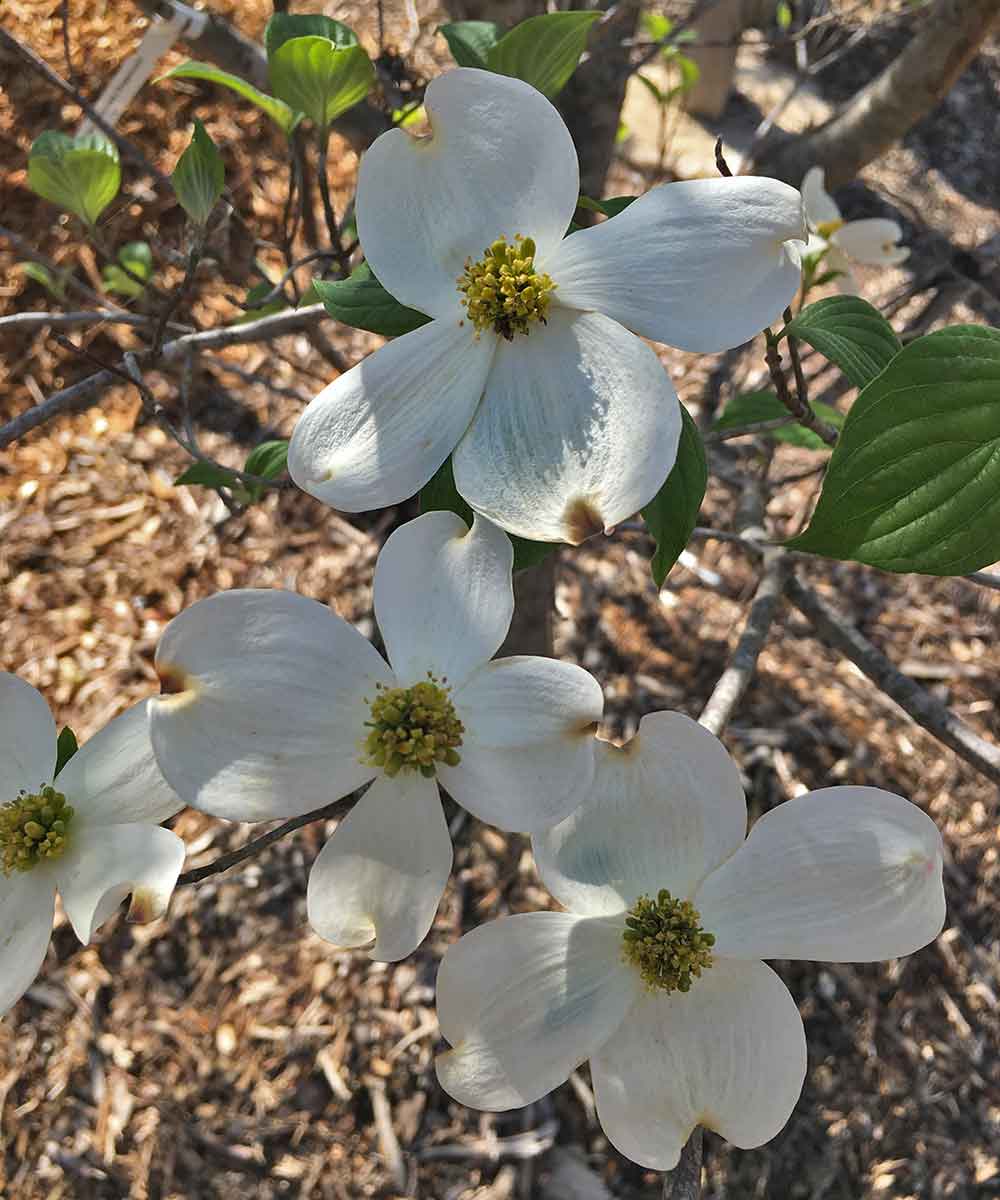 dogwood-tree-white-flowers