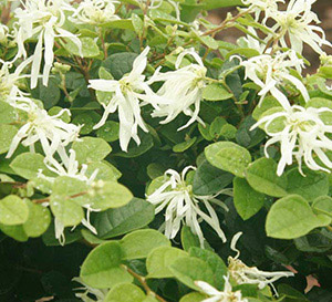 Loropetalum 'Carolina Moonlight'