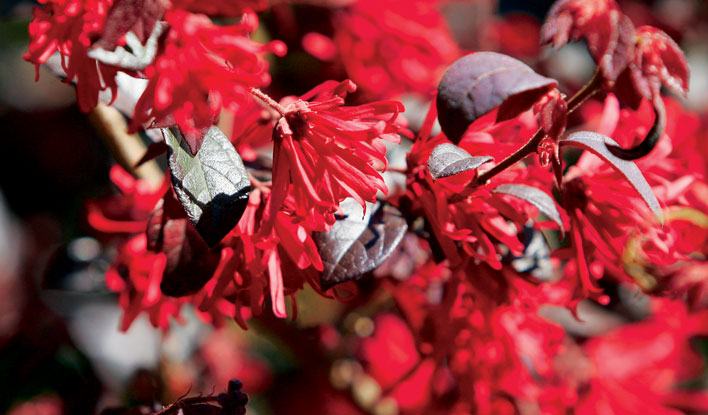 Loropetalum 'Ever Red'