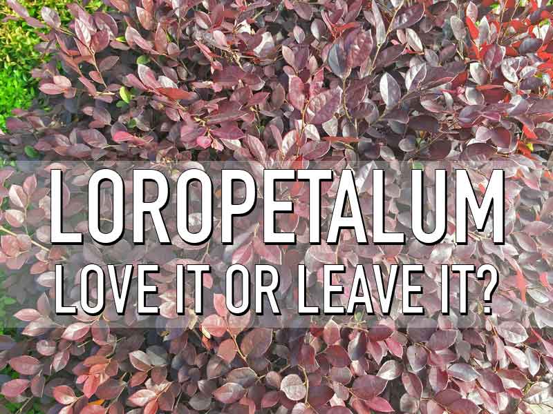 loropetalum-love-it-or-leave-it