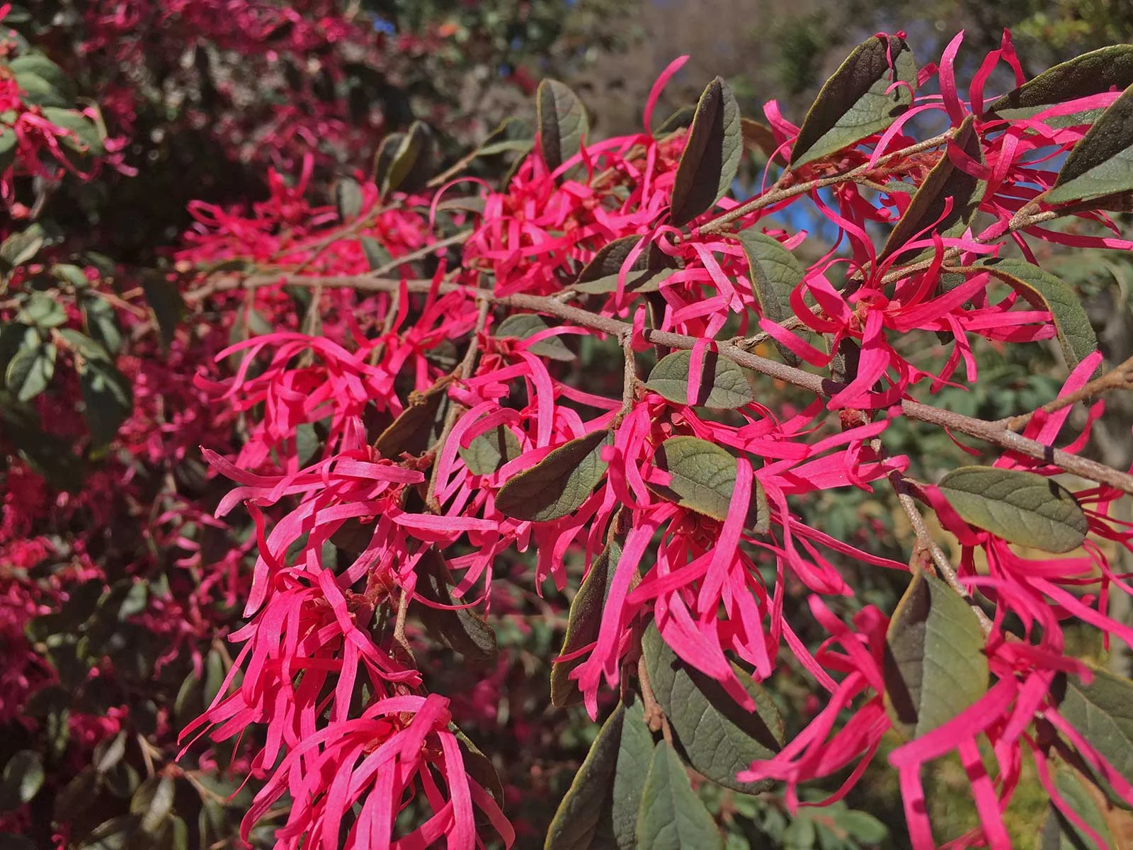 loropetalum-pink-blooms