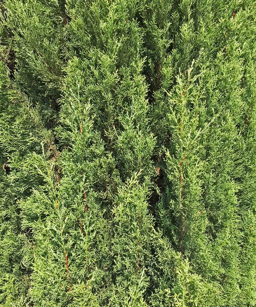 An example of healthy Italian Cypress foliage.