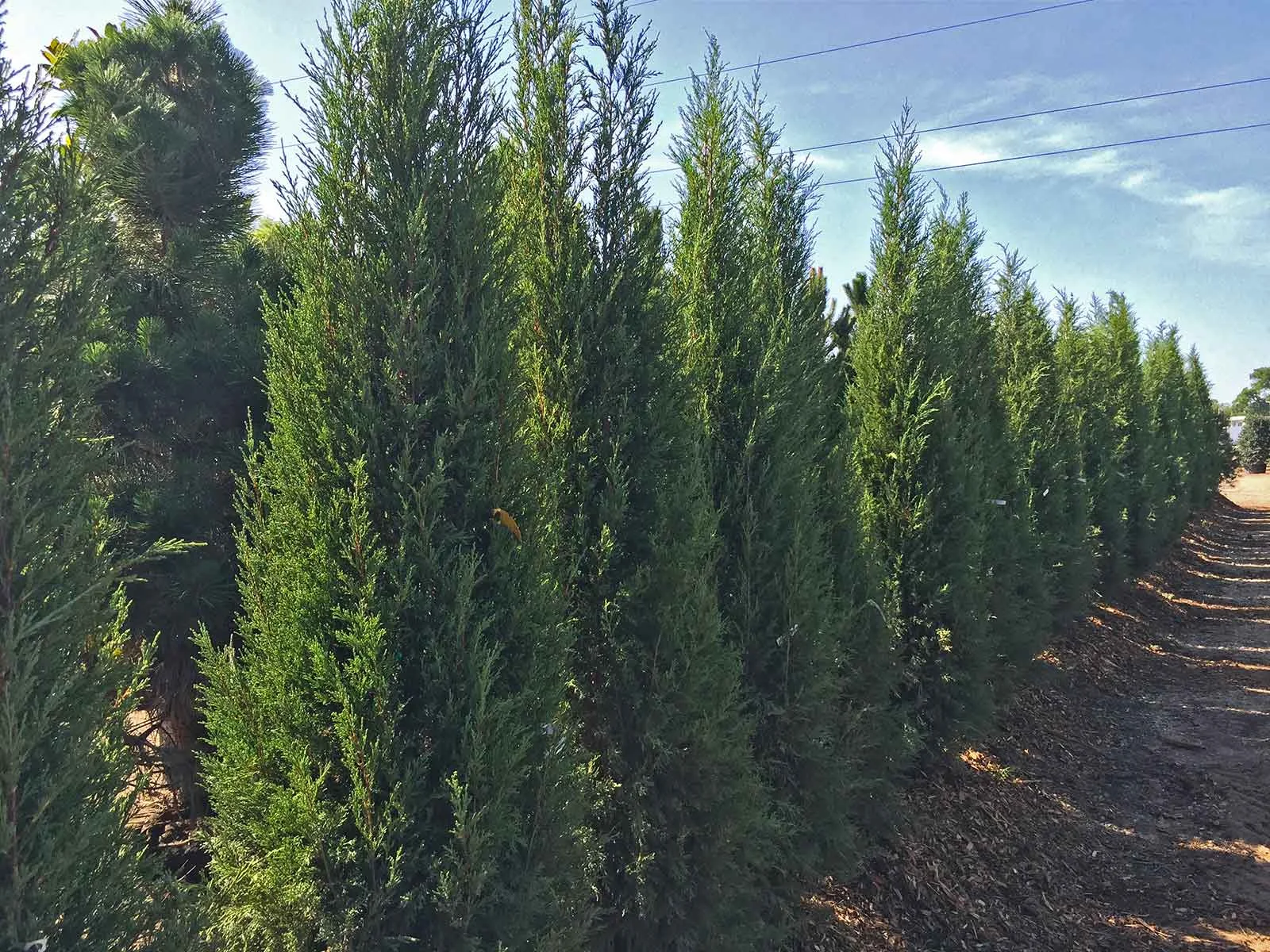 Taylor Juniper (Juniperus virginiana 'Taylor') is a valid alternative for Italian Cypress providing an evergreen and columnar form for accent & tight spaces. 3' wide - 25'+ height