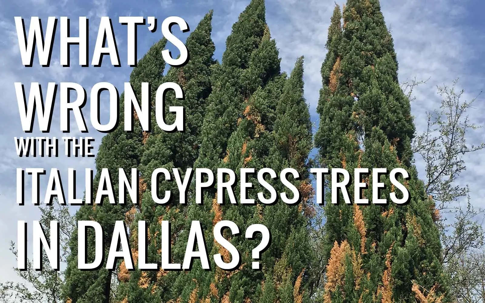 What's Wrong with the Italian Cypress Trees Around Dallas?