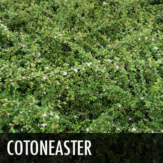 cotoneaster