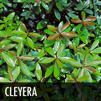 cleyera