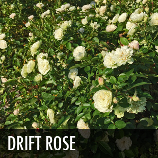 drift rose