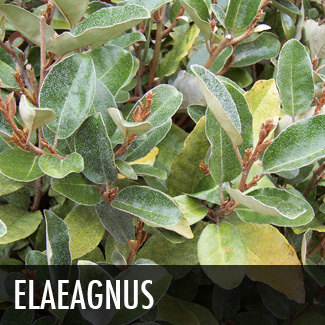 elaeagnus