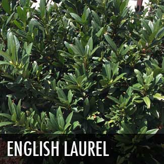 english laurel