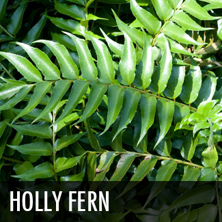 holly fern