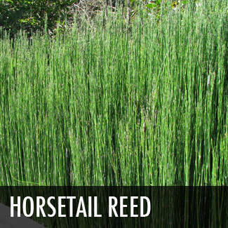 horsetail reed
