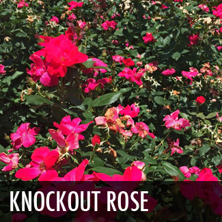 knockout rose