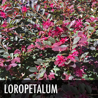 loropetalum