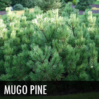 mugo pine