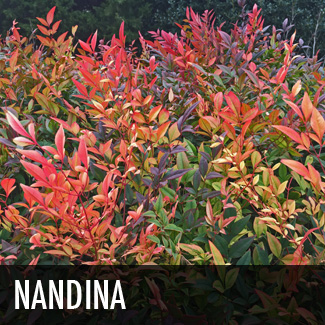 nandina