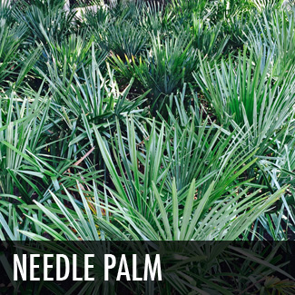 needle palm