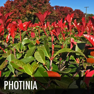 photinia