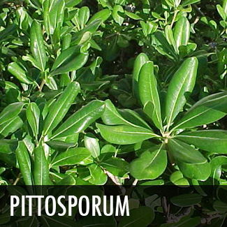 pittosporum