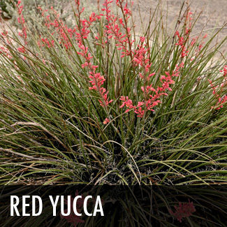 red yucca