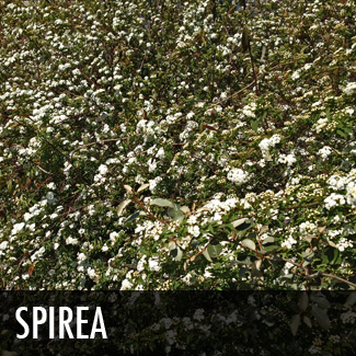 spirea