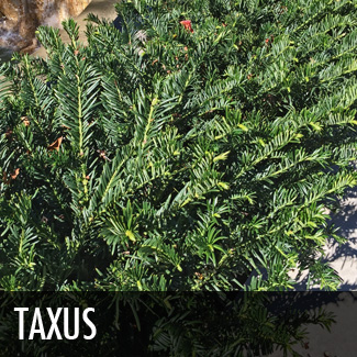 taxus