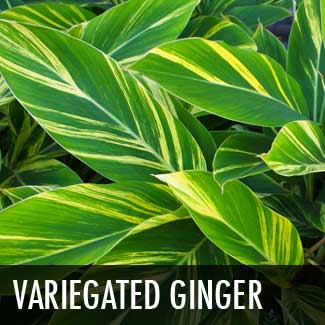 variegated ginger