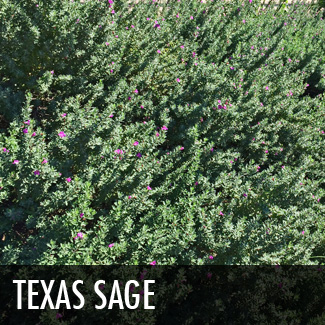 texas sage