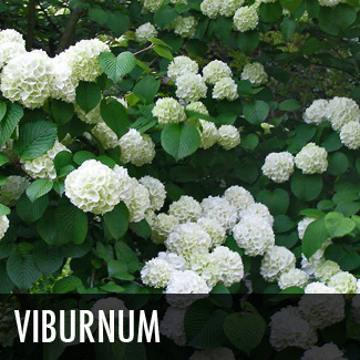 viburnum