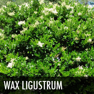 wax ligustrum