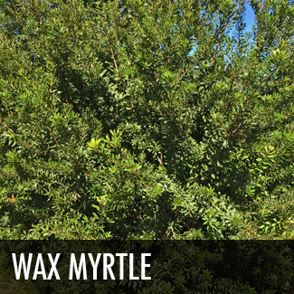 wax myrtle