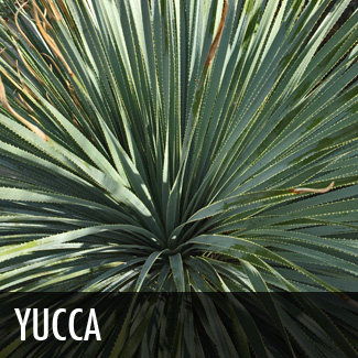 yucca