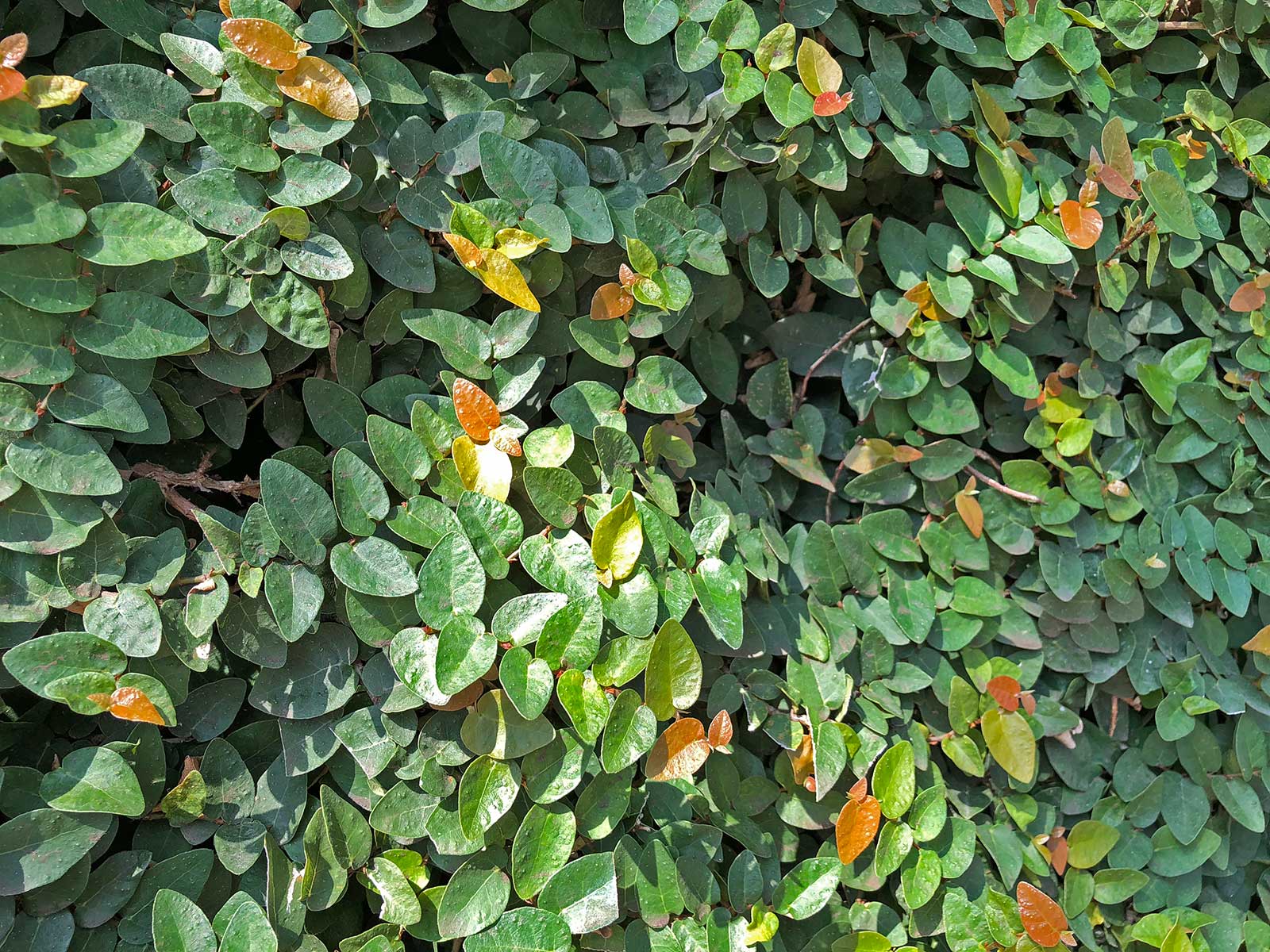 fig ivy (creeping fig)