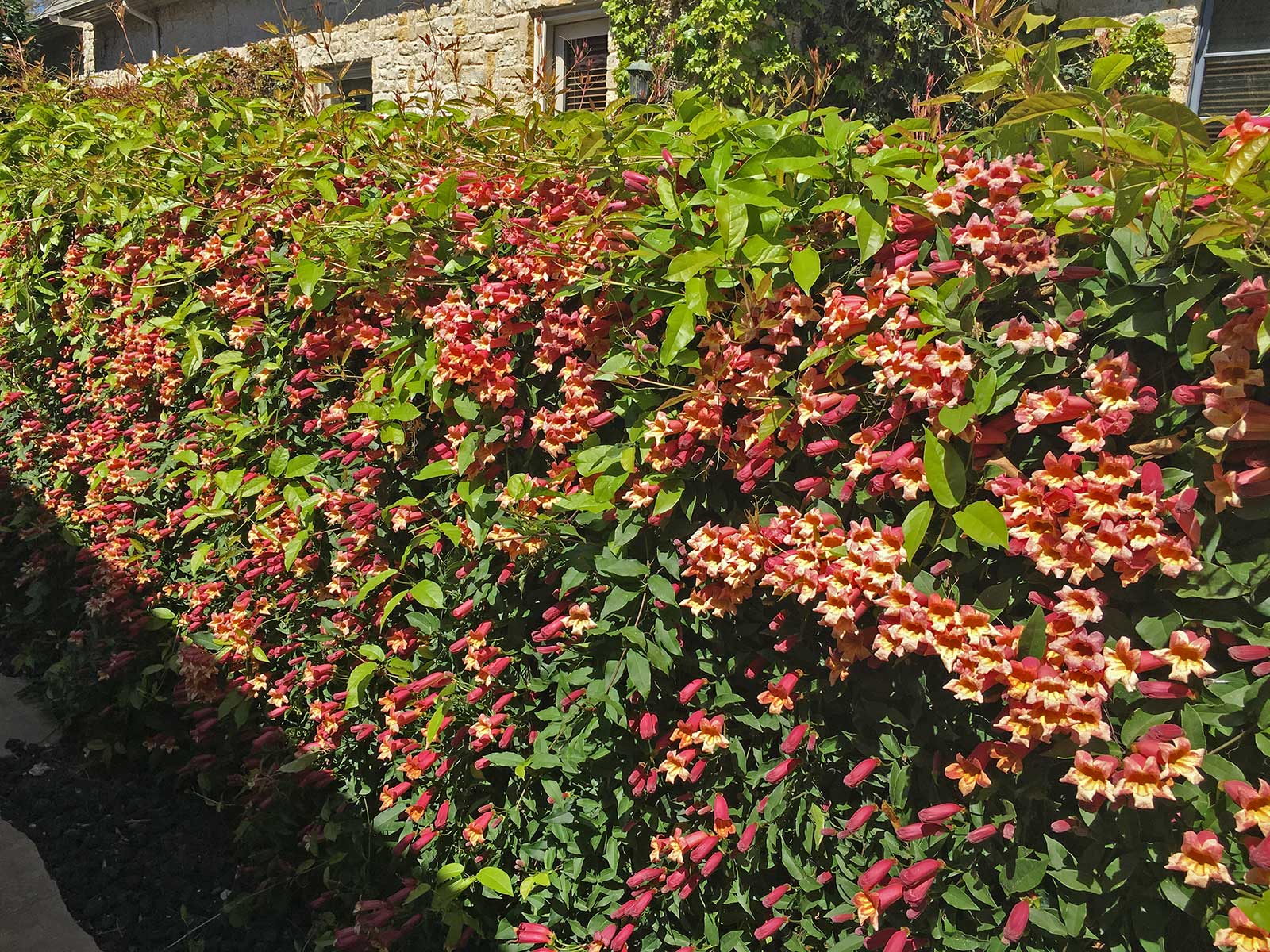 crossvine 'tangerine beauty'