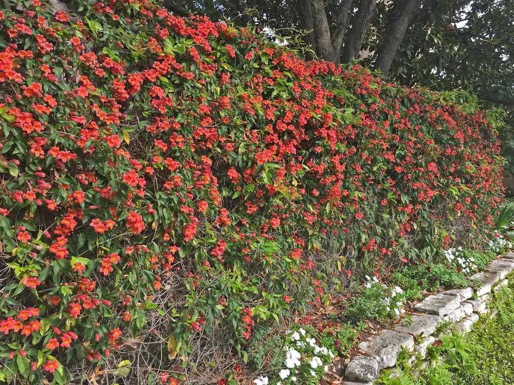 crossvine 'tangerine beauty'