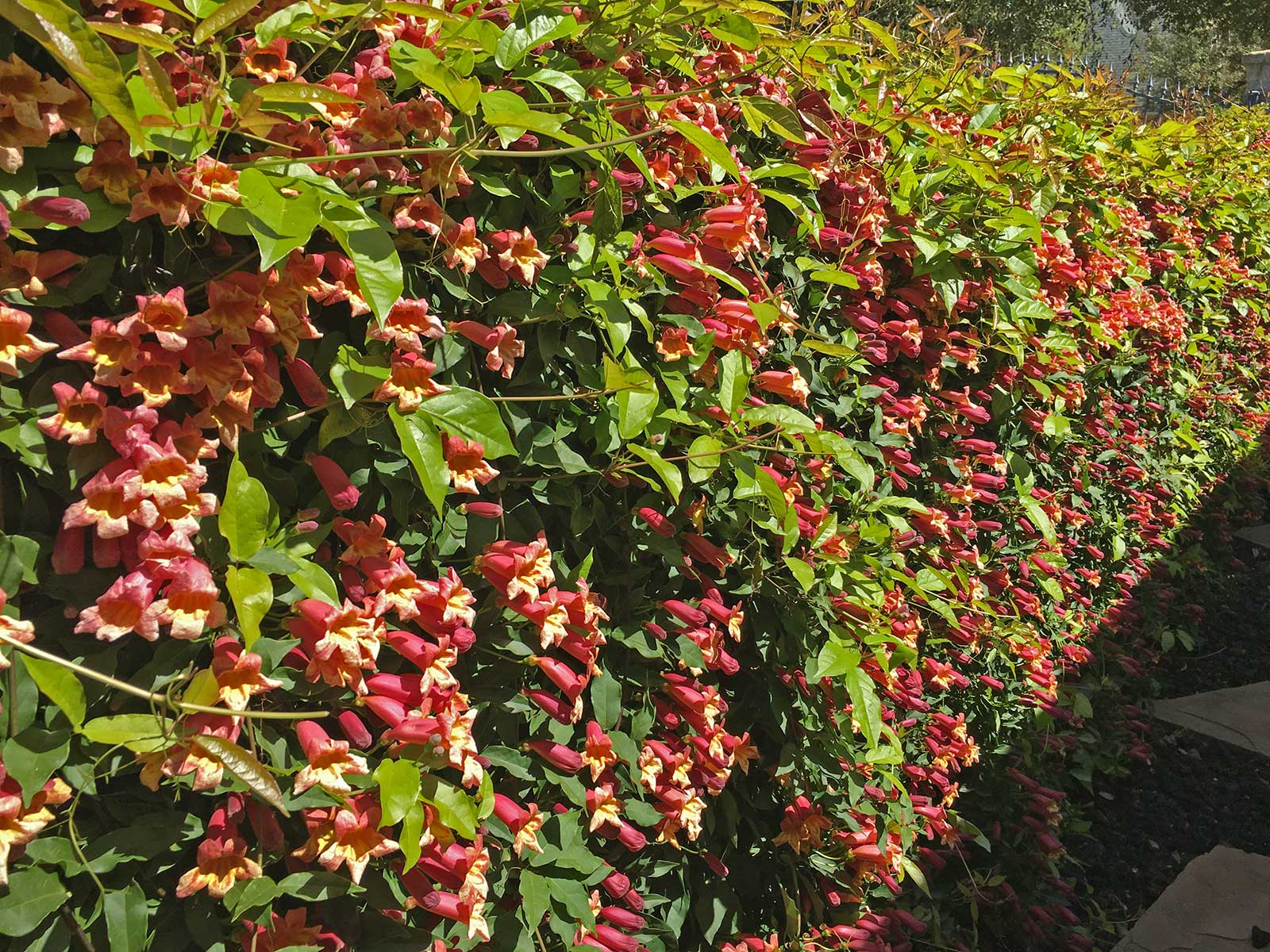 crossvine 'tangerine beauty'