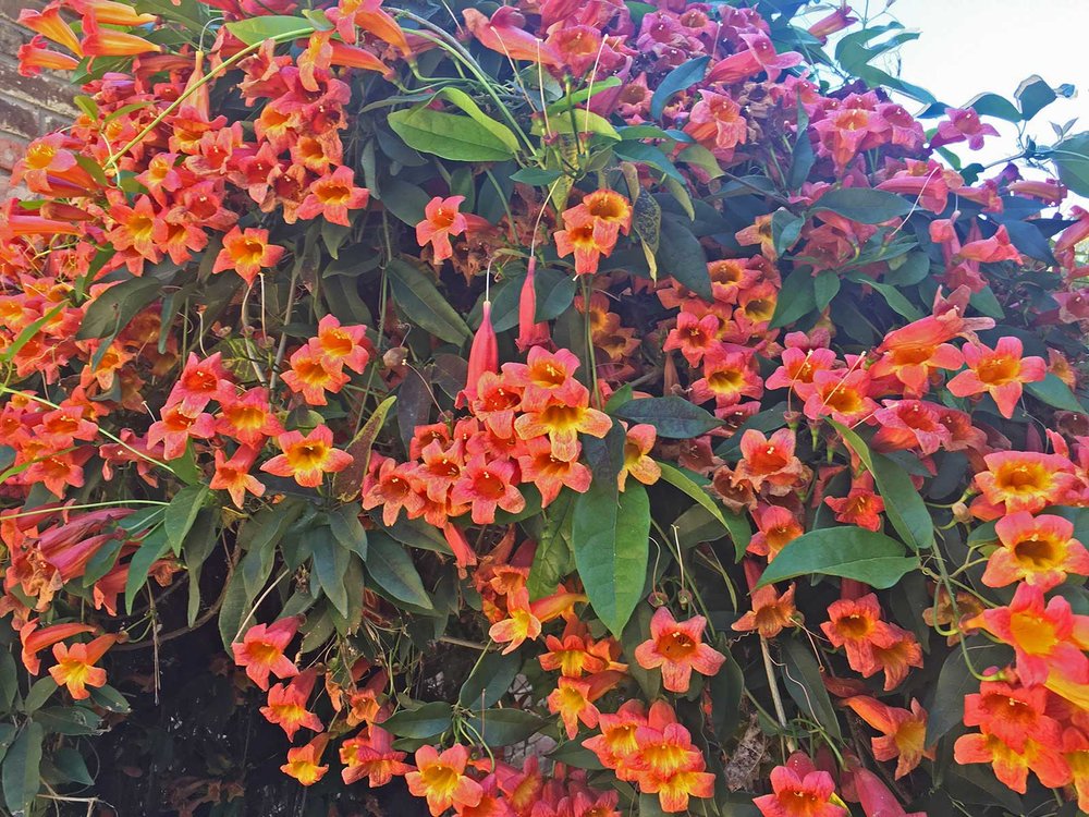 crossvine 'tangerine beauty'