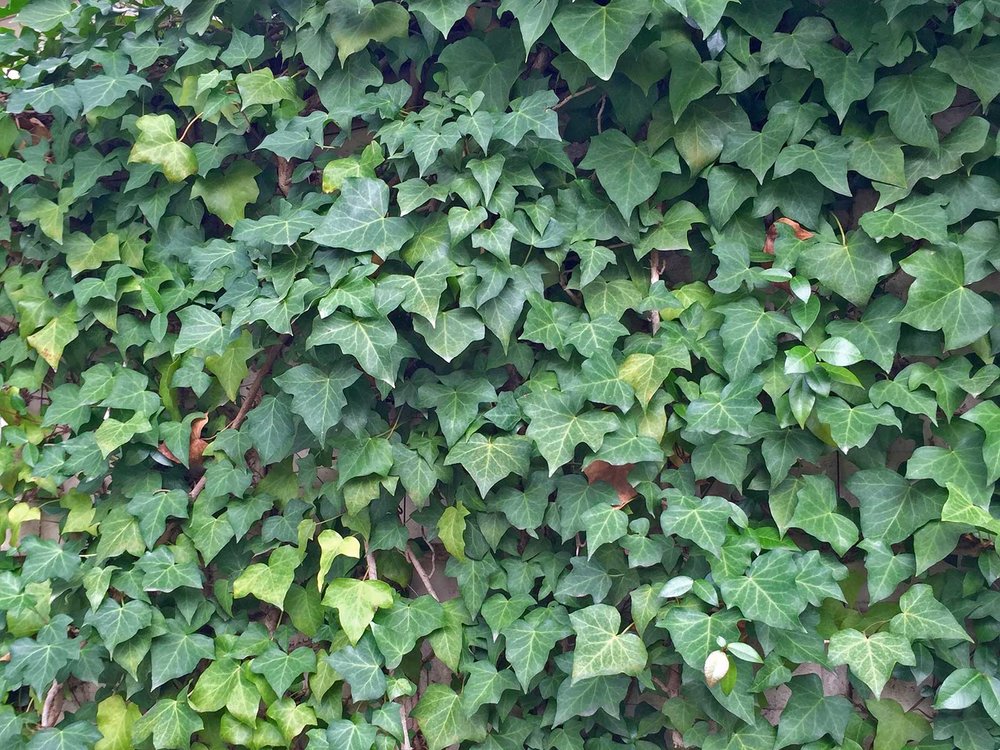 english ivy (hedera helix)