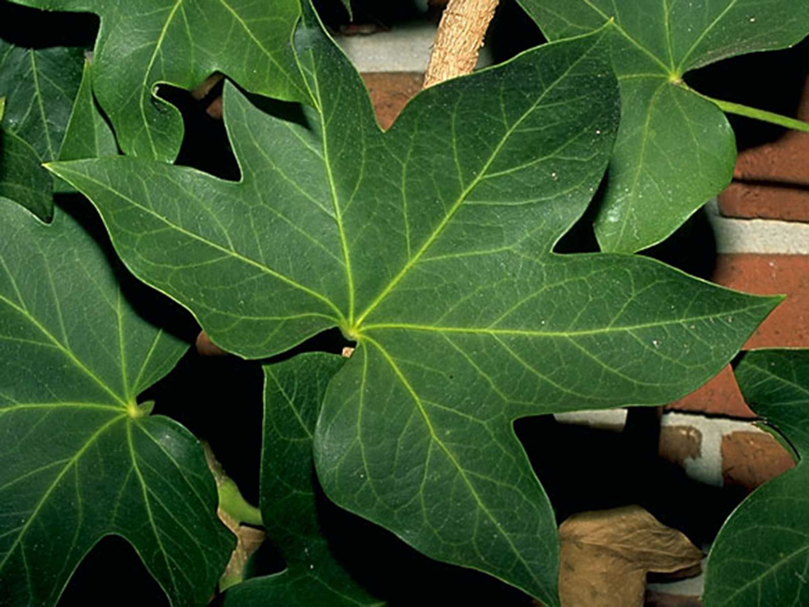 english ivy (hedera helix)