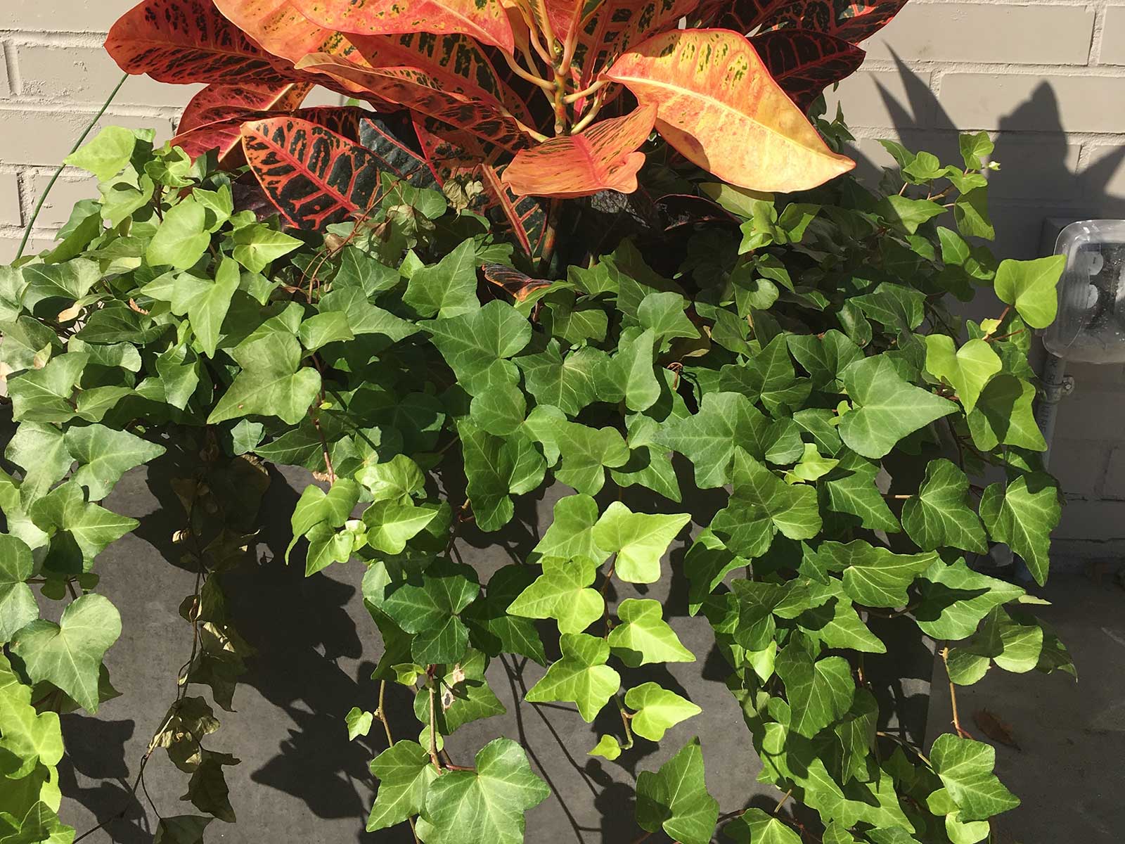 english ivy (hedera helix)